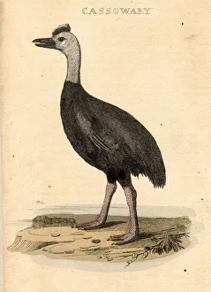 Cassowary Cassowary