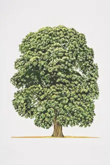 Castanea sativa, Spanish Chestnut or Sweet Chestnut tree Castanea sativa, Spanish Chestnut or Sweet Chestnut tree