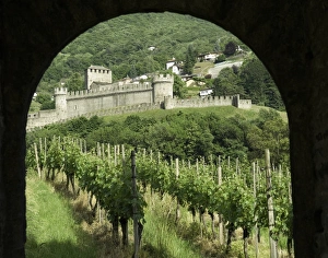 Castello di Montebello with vineyard in foreground Castello di Montebello with vineyard in foreground