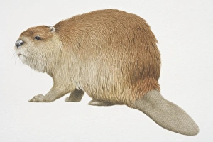 Castor canadensis, American Beaver, side view Castor canadensis, American Beaver, side view