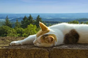 Cat on the castle wall of Schloss Buergeln castle in the south Black Forest Cat on the castle wall of Schloss Buergeln castle in the south Black Forest