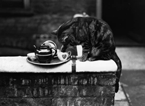 Cat Steals Milk Cat Steals Milk