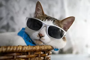 Cats Collection: Cat is wearing sunglasses