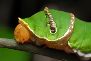 Caterpillar of Great Helen (Papilio iswara) Caterpillar of Great Helen (Papilio iswara)