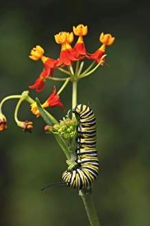 Caterpillar of a monarch butterfly -Danaus plexippus-, eating flower buds of Mexican butterfly weed -Asclepias Caterpillar of a monarch butterfly -Danaus plexippus-, eating flower buds of Mexican butterfly weed -Asclepias