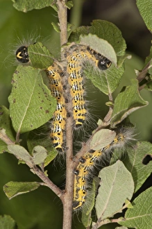 Caterpillars of Buff-tip Moths -phalera bucephala- feeding on an Eared Sallow Bush -Salicetum auritae Caterpillars of Buff-tip Moths -phalera bucephala- feeding on an Eared Sallow Bush -Salicetum auritae