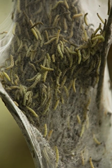 Caterpillars of the Ermine Moth -Yponomeuta sp.-, Bergisches Land, North Rhine-Westphalia Caterpillars of the Ermine Moth -Yponomeuta sp.-, Bergisches Land, North Rhine-Westphalia