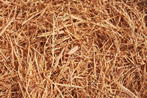 Cats claw tea -Uncaria tomentosa-, component of drugs for cancer treatment, South American prevalence Cats claw tea -Uncaria tomentosa-, component of drugs for cancer treatment, South American prevalence