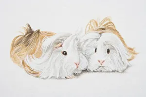 Cavia porcellus, Two Non-self Peruvian guinea pigs Cavia porcellus, Two Non-self Peruvian guinea pigs