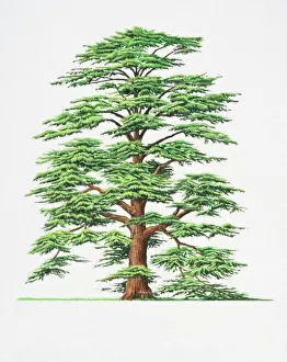 Collections/dorling kindersley prints/cedrus libani cedar lebanon tree Collections/dorling kindersley prints/cedrus libani cedar lebanon tree