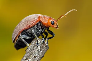 Celtis Leaf Beetle, Menippus cynicus Celtis Leaf Beetle, Menippus cynicus