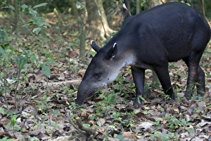 Central American Tapir or Baird's Tapir -Tapirus bairdii-, Sirena, Corcovado National Park, Puntarenas Province, Costa Rica, Central America Central American Tapir or Baird's Tapir -Tapirus bairdii-, Sirena, Corcovado National Park, Puntarenas Province, Costa Rica, Central America