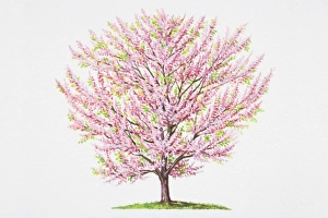 Cercis siliquastrum, Judas Tree, profusion of pink flowers growing directly from trunk Cercis siliquastrum, Judas Tree, profusion of pink flowers growing directly from trunk