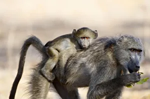 Chacma Baboons (Papio ursinus) Chacma Baboons (Papio ursinus)