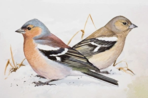 Chaffinch (Fringilla coelebs), male and female, sitting side by side, side view Chaffinch (Fringilla coelebs), male and female, sitting side by side, side view