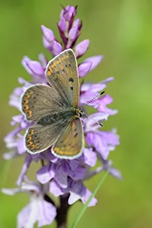 Nature wildlife/insects earth colourful butterflies/chalkhill blue polyommatus coridon male orchis Nature wildlife/insects earth colourful butterflies/chalkhill blue polyommatus coridon male orchis