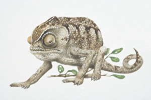 Chamaeleo chamaeleon, Mediterranean Chameleon Chamaeleo chamaeleon, Mediterranean Chameleon