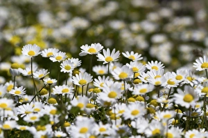 Chamomile -Matricaria chamomilla- blossoms, Turkey Chamomile -Matricaria chamomilla- blossoms, Turkey