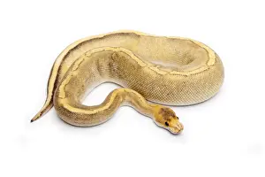 Prints of Champagne Calico Ball Python or Royal Python -Python regius-, female Royal Python Prints: Champagne Calico Ball Python Print