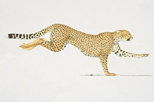 Cheetah (acinonyx jubatus) running, side view Cheetah (acinonyx jubatus) running, side view