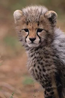 Cheetah cub (Acinonyx jubatus) on savannah, Kenya Cheetah cub (Acinonyx jubatus) on savannah, Kenya