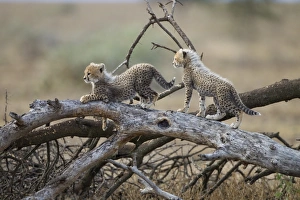Cheetah Cubs Playing, Ndutu Plains, Tanzania Cheetah Cubs Playing, Ndutu Plains, Tanzania