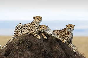 Three Cheetahs -Acinonyx jubatus- on a lookout hill, Maasai Mara, Kenya Three Cheetahs -Acinonyx jubatus- on a lookout hill, Maasai Mara, Kenya