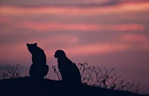 Two cheetahs (Acinonyx jubatus) on rock at sunset, Kenya Two cheetahs (Acinonyx jubatus) on rock at sunset, Kenya