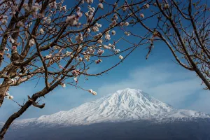 Cherry blossom with background of Mt. Ararat Cherry blossom with background of Mt. Ararat