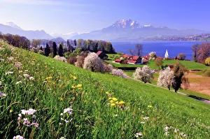 Cherry trees in full bloom at Lake Lucerne, view of Mount Pilatus, Greppen, Canton of Lucerne, Switzerland Cherry trees in full bloom at Lake Lucerne, view of Mount Pilatus, Greppen, Canton of Lucerne, Switzerland