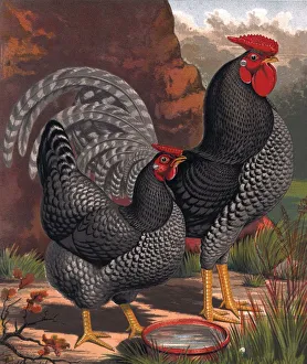 Chicken And Cockerel Chicken And Cockerel