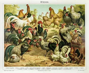 Digital vision vectors/bird lithographs/chicken poultry engraving 1895 Digital vision vectors/bird lithographs/chicken poultry engraving 1895