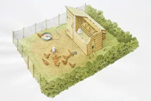 Chicken run, group of hens with rooster pecking grains, enclosed by hedges and fences Chicken run, group of hens with rooster pecking grains, enclosed by hedges and fences