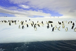 Chinstrap penguins on iceberg, Antarctica Chinstrap penguins on iceberg, Antarctica