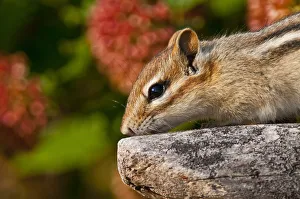 Chipmunk On Rock Chipmunk On Rock