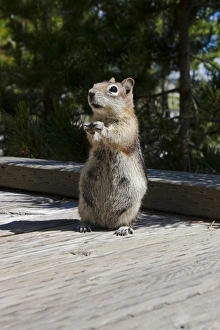 Travel imagery/travel destinations yellowstone national park yellowstone wildlife/chipmunk standing tall boardwalk Travel imagery/travel destinations yellowstone national park yellowstone wildlife/chipmunk standing tall boardwalk