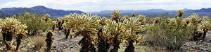 Cholla cacti in the Cholla Cactus Garden, Joshua Tree National Park, Desert Center, California, USA Cholla cacti in the Cholla Cactus Garden, Joshua Tree National Park, Desert Center, California, USA