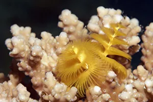 Christmas tree worm -Spirobranchus giganteus- on Acropora-stone coral -Acropora sp Christmas tree worm -Spirobranchus giganteus- on Acropora-stone coral -Acropora sp