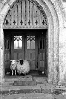 Church Sheep Church Sheep