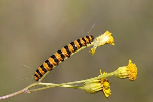 Cinnabar Moth -Tyria jacobaeae-, caterpillar feeding on yellow ragwort flowers -Senecio Cinnabar Moth -Tyria jacobaeae-, caterpillar feeding on yellow ragwort flowers -Senecio