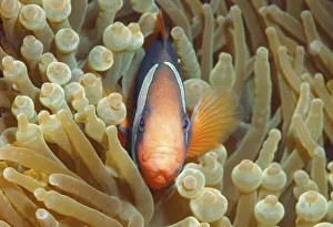 Cinnamon clownfish or Fire clownfish -Amphiprion melanopus-, Redang Island, Malaysia Cinnamon clownfish or Fire clownfish -Amphiprion melanopus-, Redang Island, Malaysia