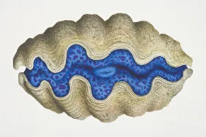 Clam with brown shell and a blue centre, side view Clam with brown shell and a blue centre, side view