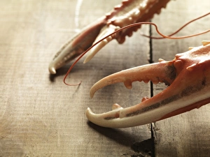 Claws from a langoustine