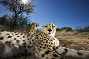 Close up of cheetah (Acinonyx jubatus) looking at camera Close up of cheetah (Acinonyx jubatus) looking at camera