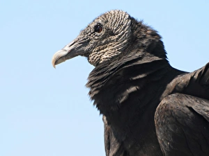 Close up of head of black vulture, Coragyps atratus. Everglades National Park, Florida Close up of head of black vulture, Coragyps atratus. Everglades National Park, Florida