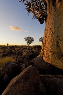 Close up photo of a Quiver Tree (Kokerboom) in the Quiver Tree Forest, Keetmanshoop Close up photo of a Quiver Tree (Kokerboom) in the Quiver Tree Forest, Keetmanshoop
