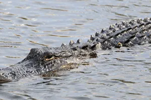 Close up of swimming American alligator, Alligator mississippiensis Close up of swimming American alligator, Alligator mississippiensis