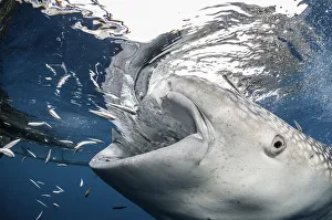 Close up of a whale shark feeding near a fishing net hanging from a floating fishing Close up of a whale shark feeding near a fishing net hanging from a floating fishing