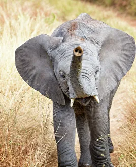 Close up of Young African Elephant with Trunk up in Tarangire National Park, Tanzania Close up of Young African Elephant with Trunk up in Tarangire National Park, Tanzania