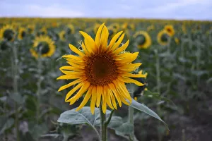 Closeup of a single sunflower in a sunflower field, England Closeup of a single sunflower in a sunflower field, England